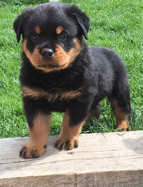 rottweiler puppies alabama